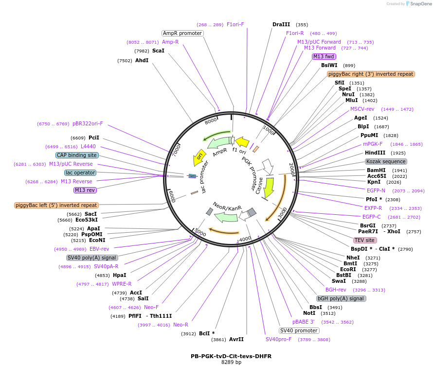 116053-plasmid-map-sequence-id-225391