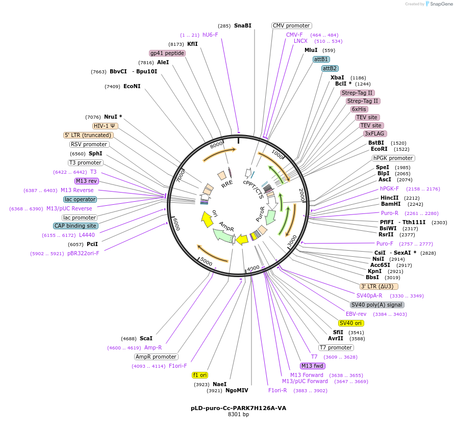 115185-plasmid-map-sequence-id-225409