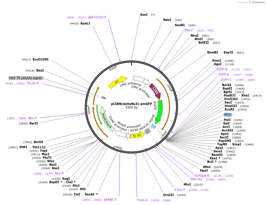 26867-plasmid-map-sequence-id-225421