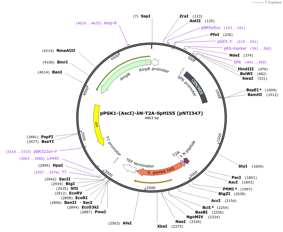 115429-plasmid-map-sequence-id-225435
