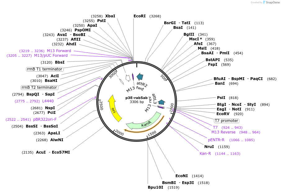 109717-plasmid-map-sequence-id-225468
