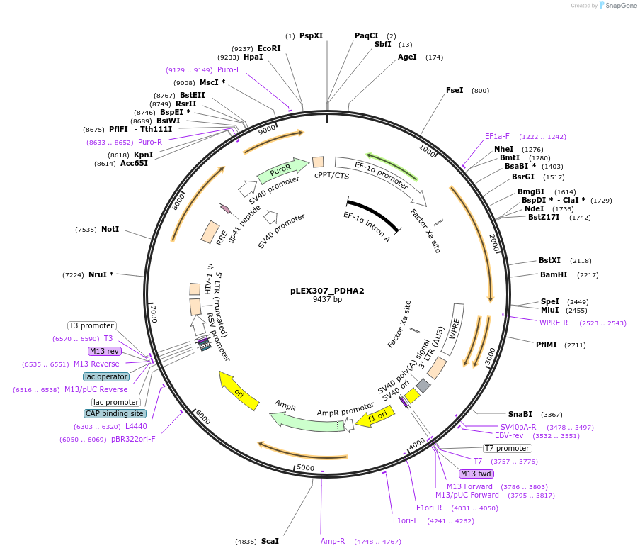 115192-plasmid-map-sequence-id-225471