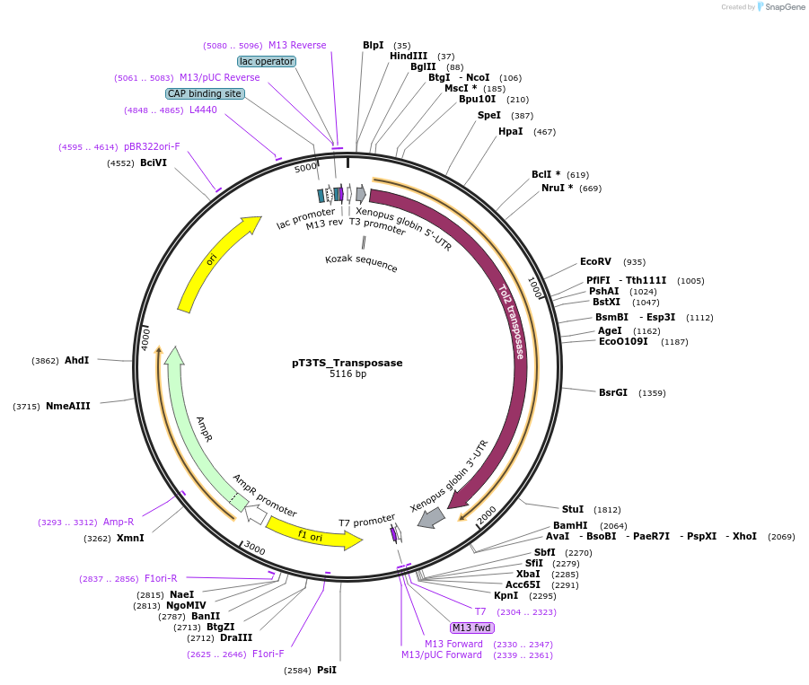 109768-plasmid-map-sequence-id-225499