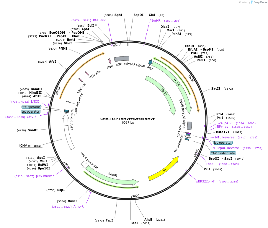 116082-plasmid-map-sequence-id-225505
