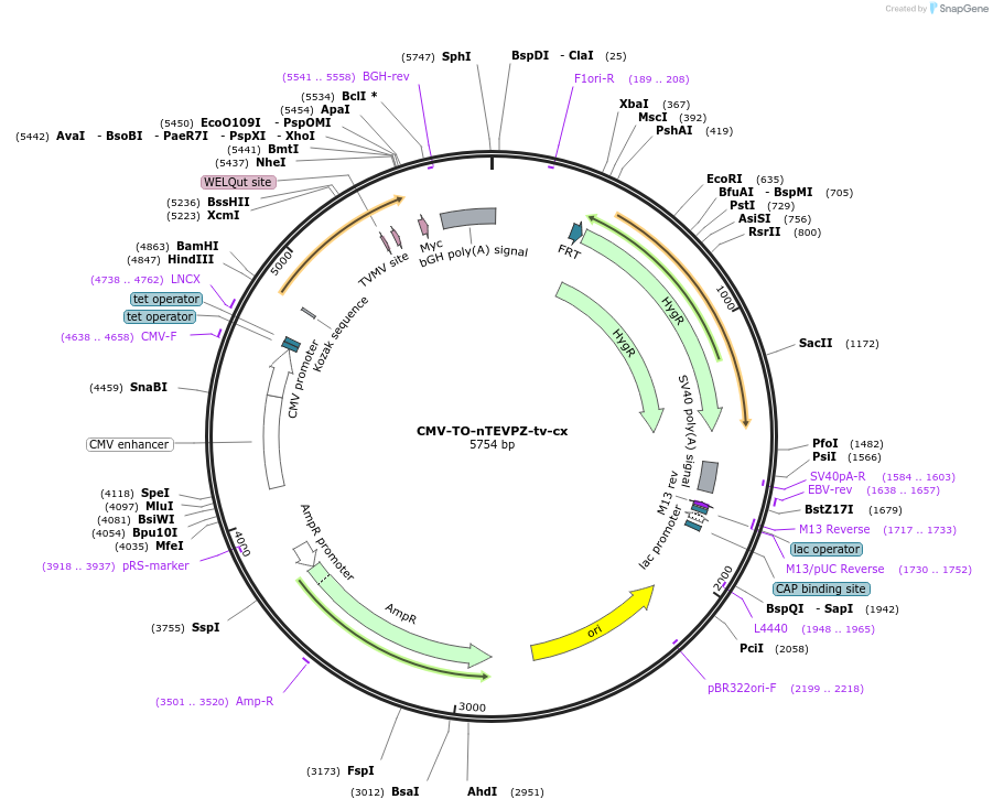 116069-plasmid-map-sequence-id-225507