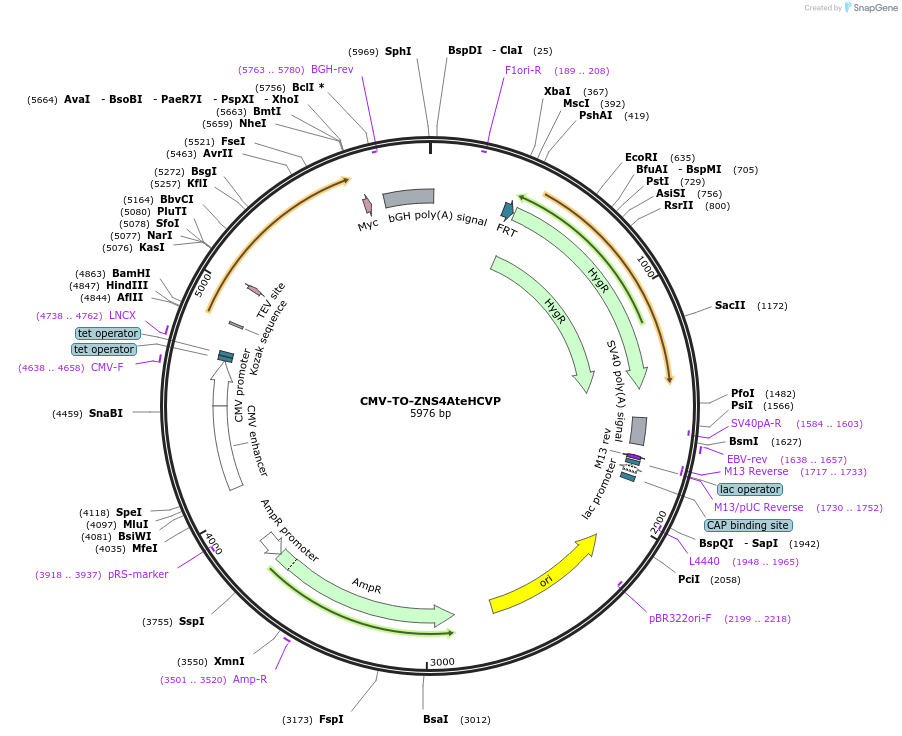 116090-plasmid-map-sequence-id-225510