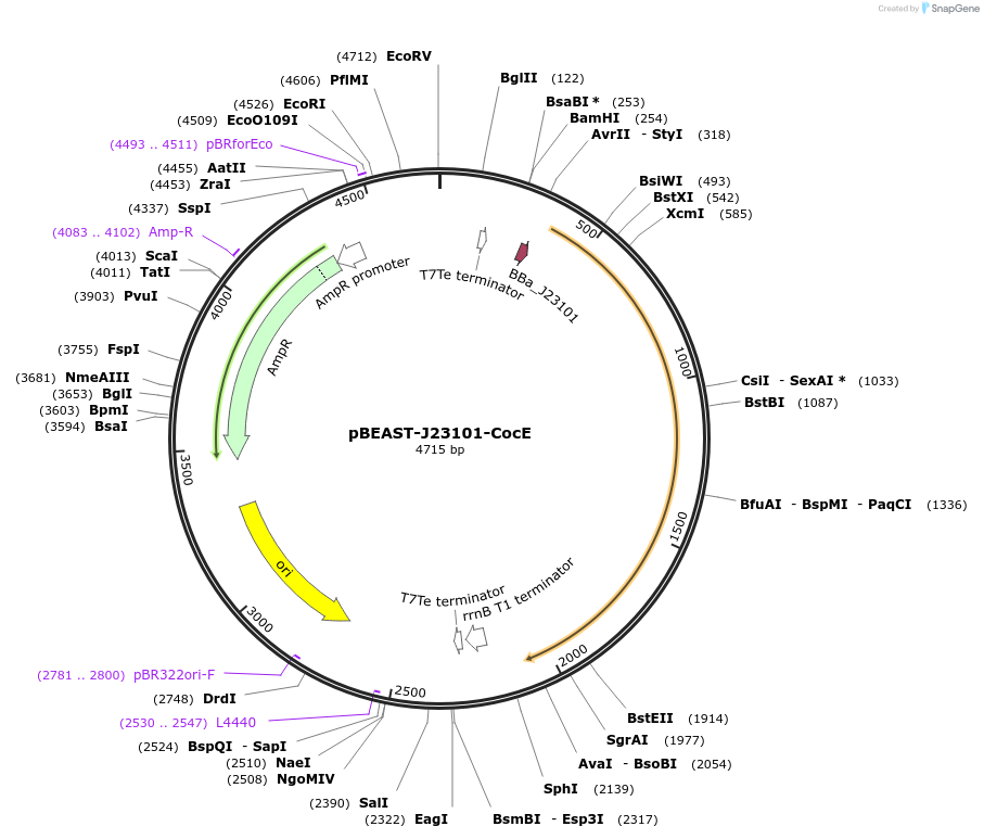 114600-plasmid-map-sequence-id-225523