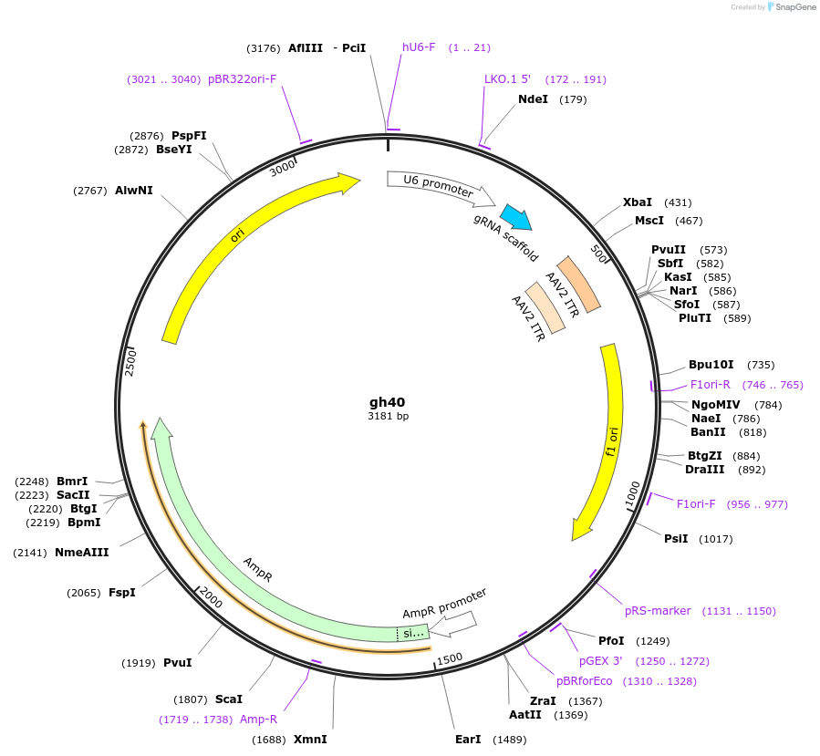 106714-plasmid-map-sequence-id-225527