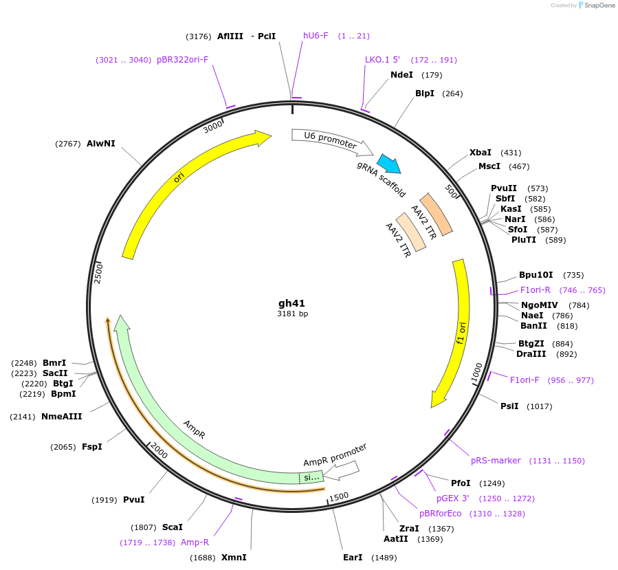 106715-plasmid-map-sequence-id-225528