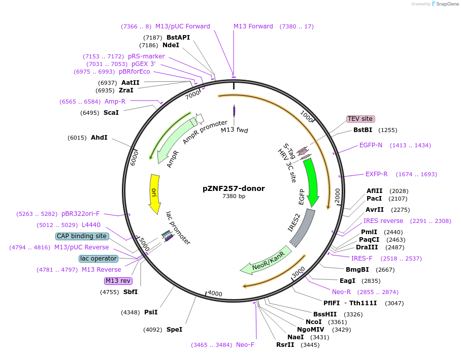 112294-plasmid-map-sequence-id-225583