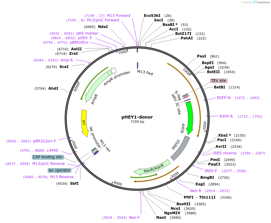 112297-plasmid-map-sequence-id-225585