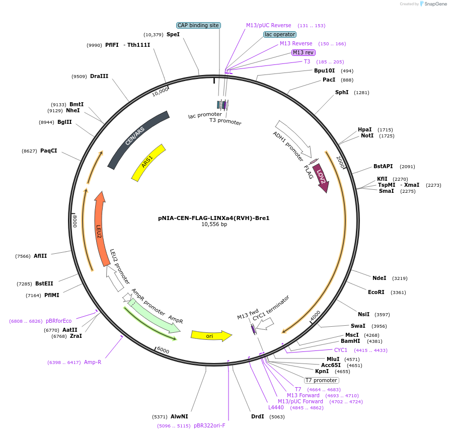 116885-plasmid-map-sequence-id-225590