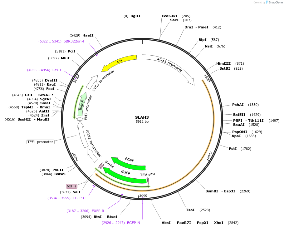 117105-plasmid-map-sequence-id-225601