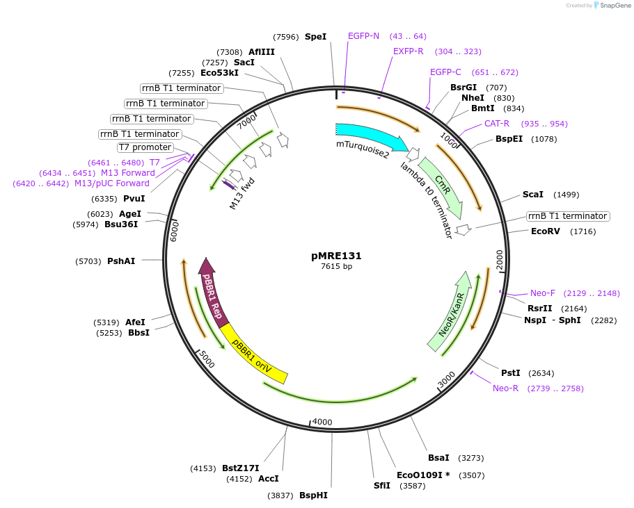118485-plasmid-map-sequence-id-225606