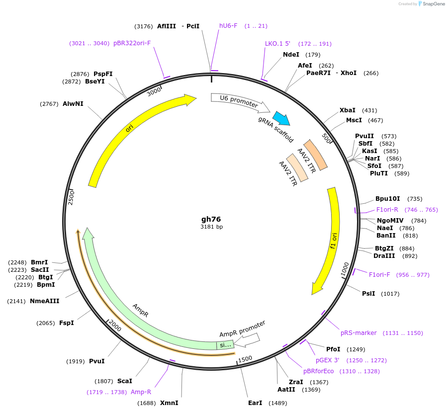 106747-plasmid-map-sequence-id-225624