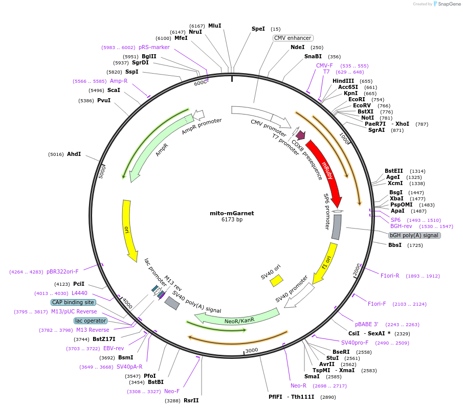 104309-plasmid-map-sequence-id-225634