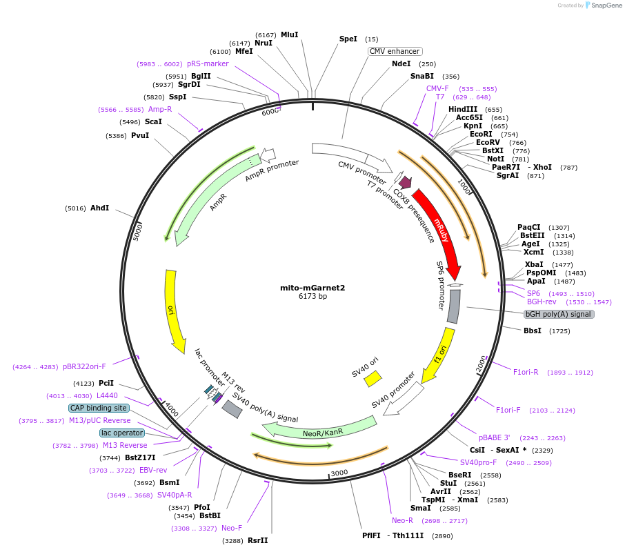 104310-plasmid-map-sequence-id-225636