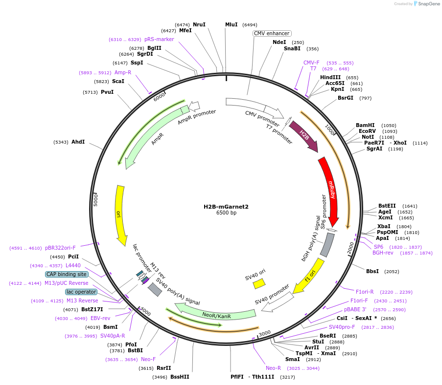 104312-plasmid-map-sequence-id-225638