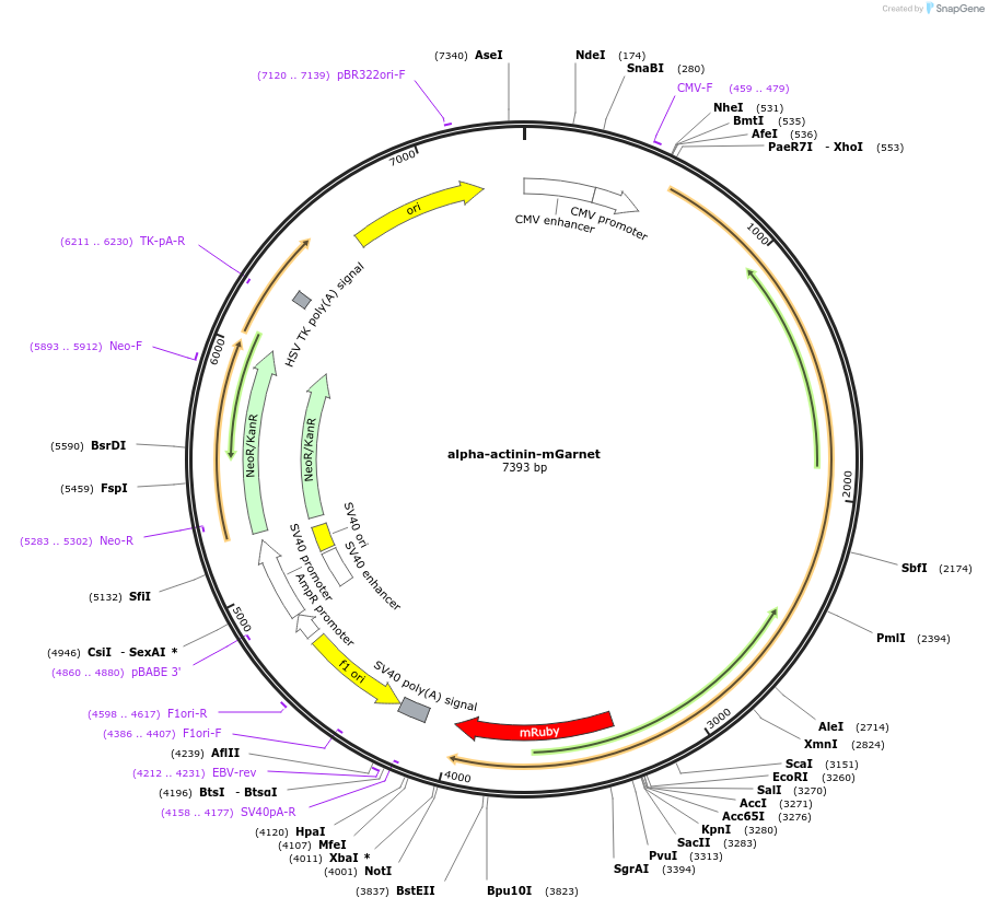 104315-plasmid-map-sequence-id-225651