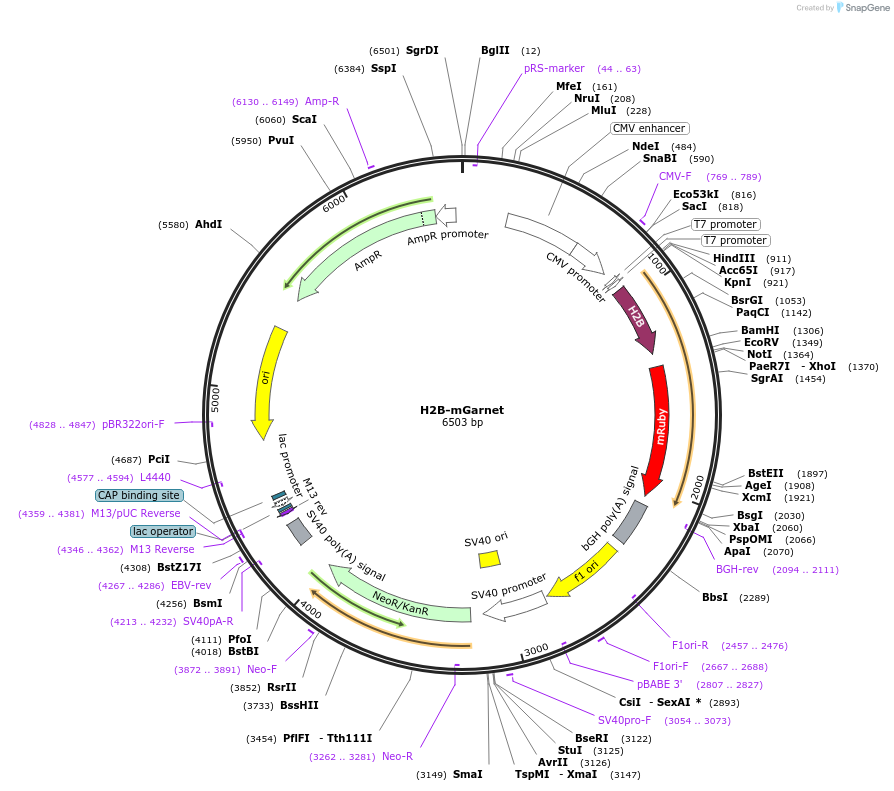 104311-plasmid-map-sequence-id-225660