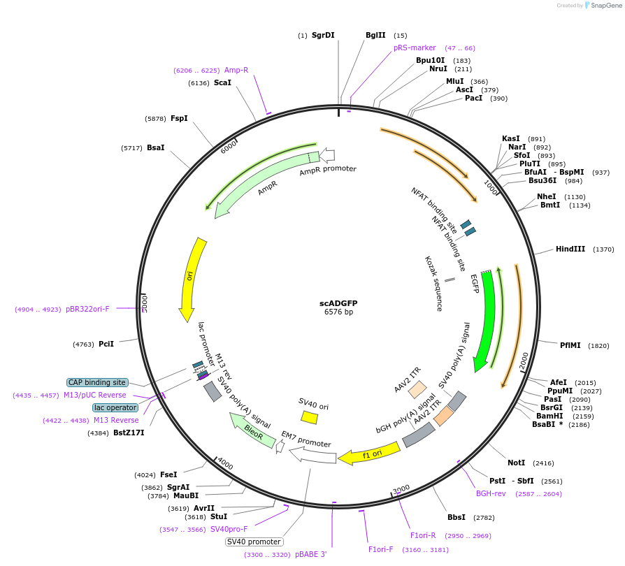 114434-plasmid-map-sequence-id-225661