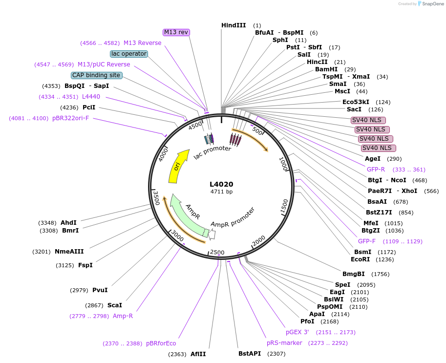 1616-plasmid-map-sequence-id-226