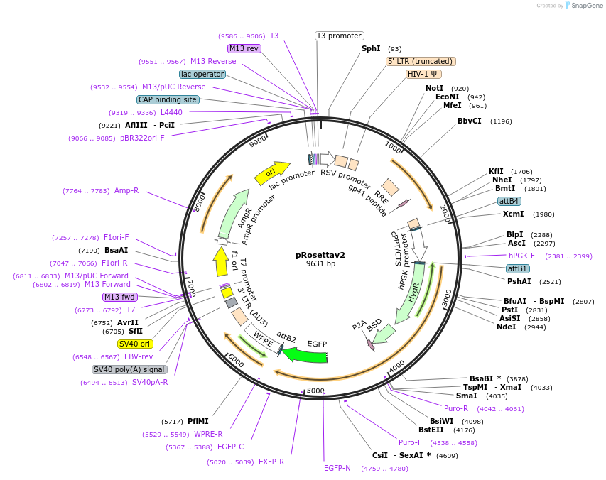 115557-plasmid-map-sequence-id-226246