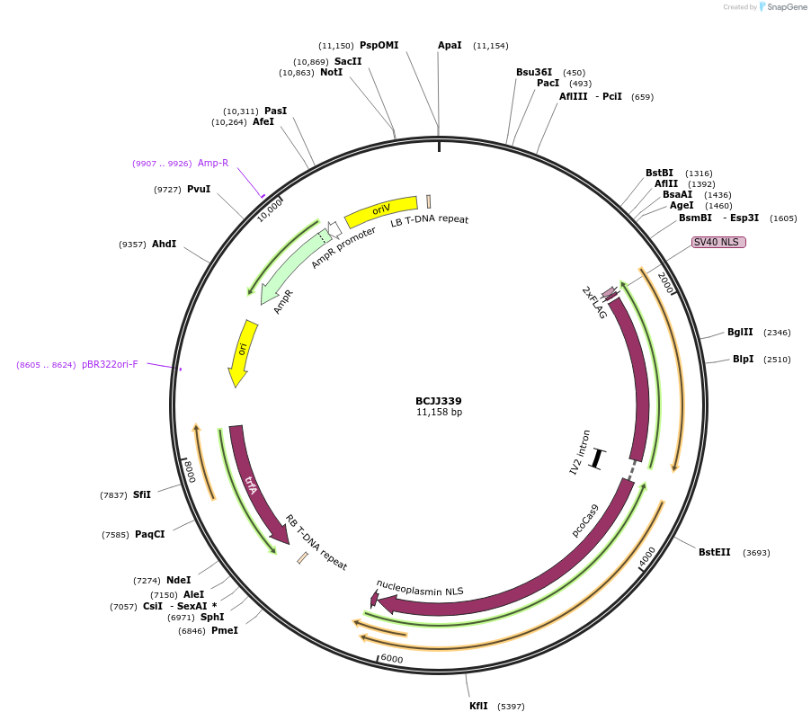 117501-plasmid-map-sequence-id-226290