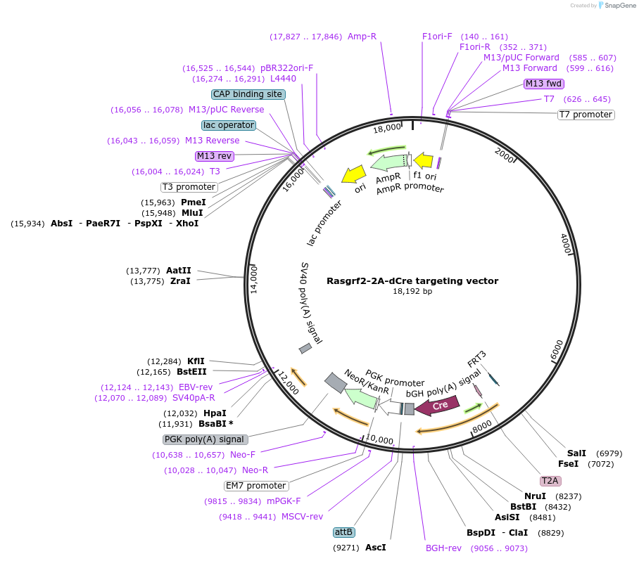 61573-plasmid-map-sequence-id-226293