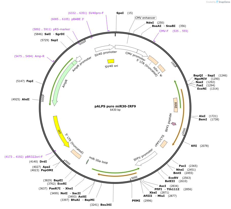 117159-plasmid-map-sequence-id-226320