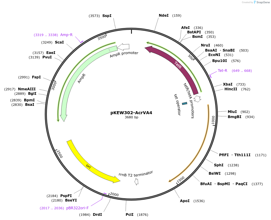 115656-plasmid-map-sequence-id-226343