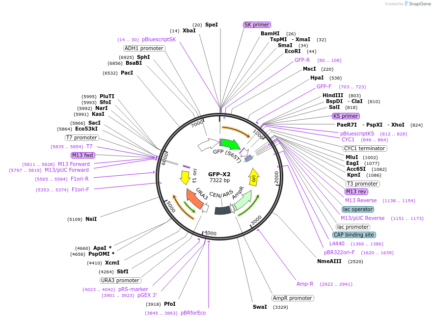 115567-plasmid-map-sequence-id-226345