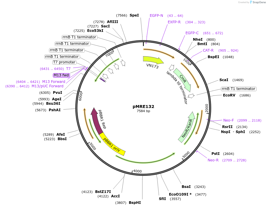 118486-plasmid-map-sequence-id-226377