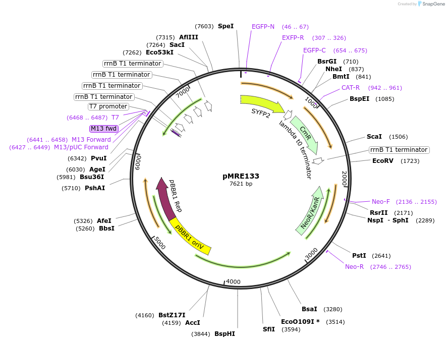 118487-plasmid-map-sequence-id-226378