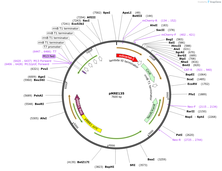 118489-plasmid-map-sequence-id-226381