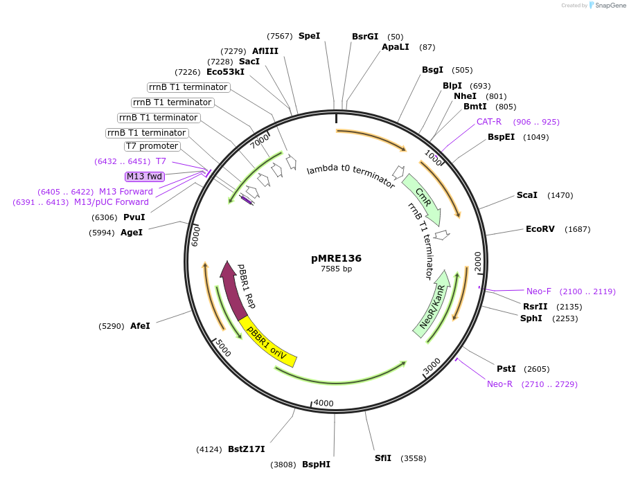 118490-plasmid-map-sequence-id-226385