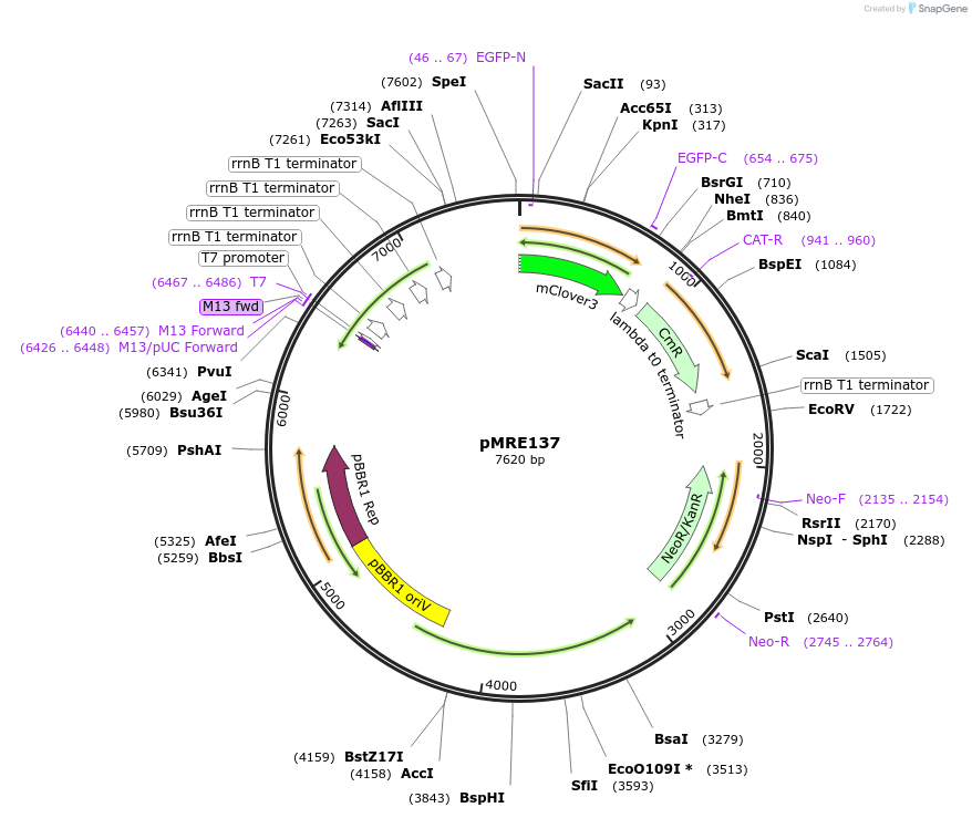 118491-plasmid-map-sequence-id-226386