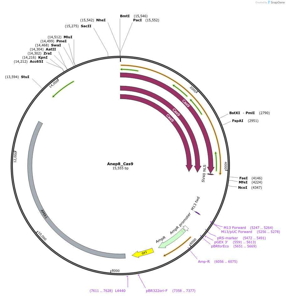 117169-plasmid-map-sequence-id-226387