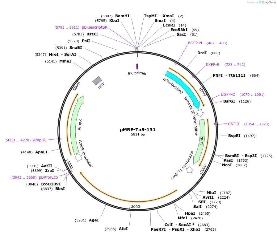 118517-plasmid-map-sequence-id-226389
