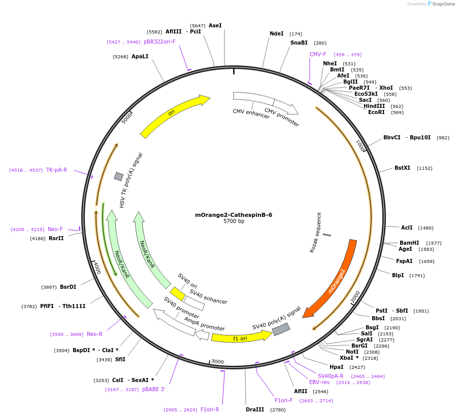 57945-plasmid-map-sequence-id-226429