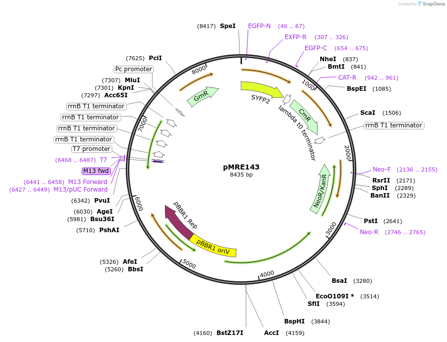 118495-plasmid-map-sequence-id-226435