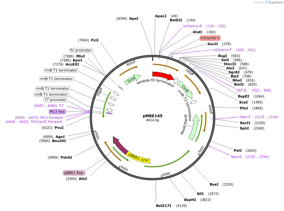 118497-plasmid-map-sequence-id-226436