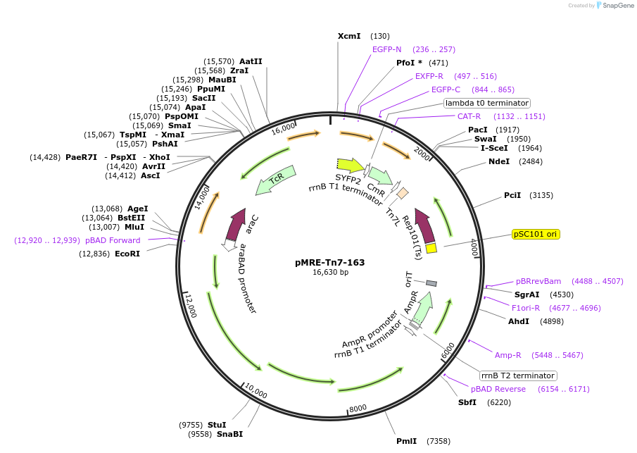 118575-plasmid-map-sequence-id-226444