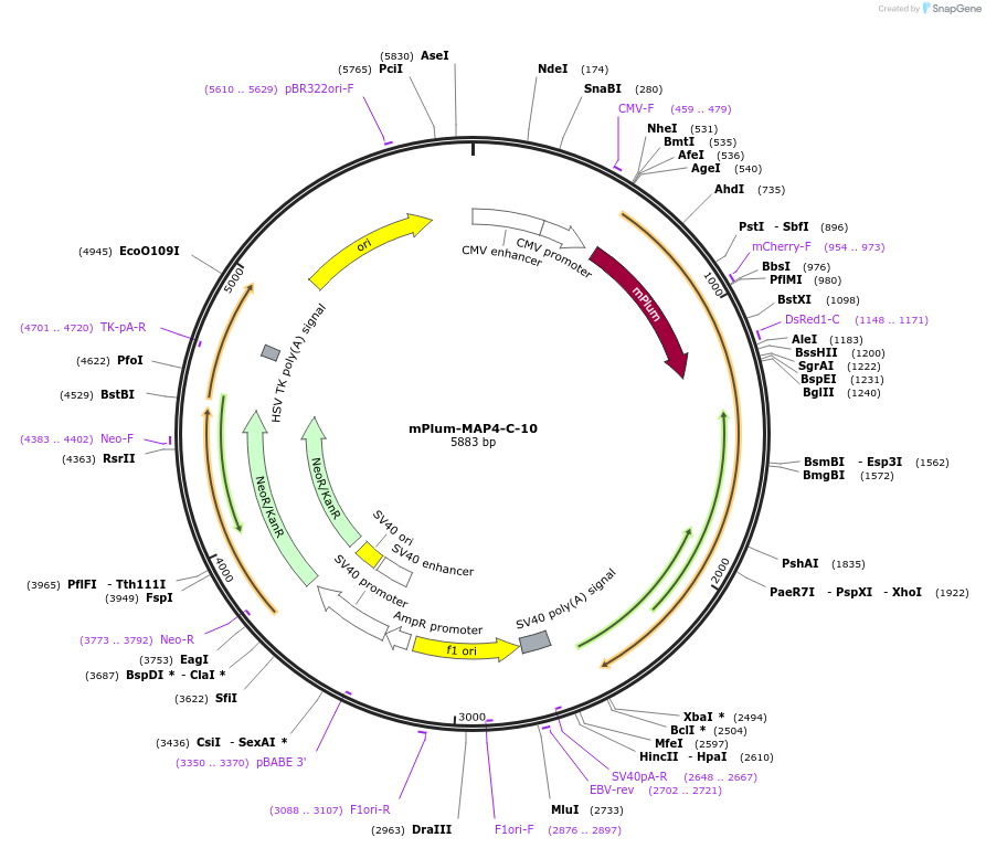 55985-plasmid-map-sequence-id-226446