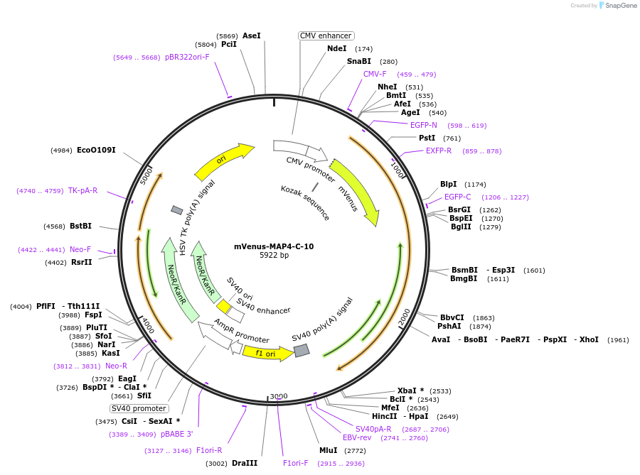 56388-plasmid-map-sequence-id-226466