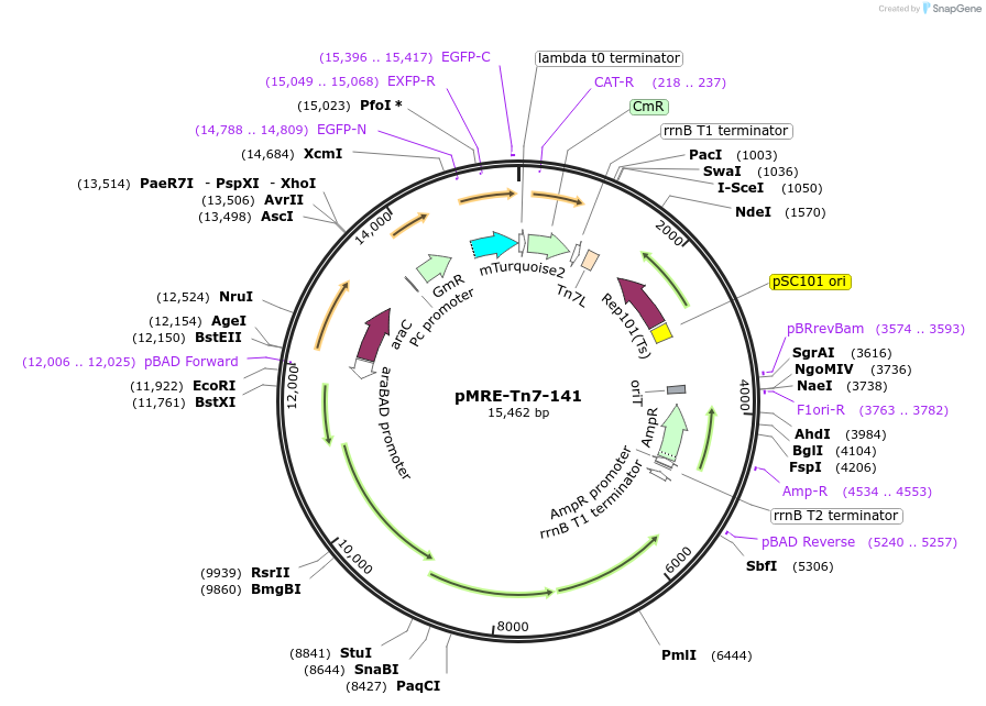 118557-plasmid-map-sequence-id-226498