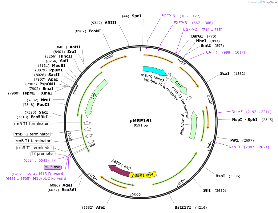 118509-plasmid-map-sequence-id-226519