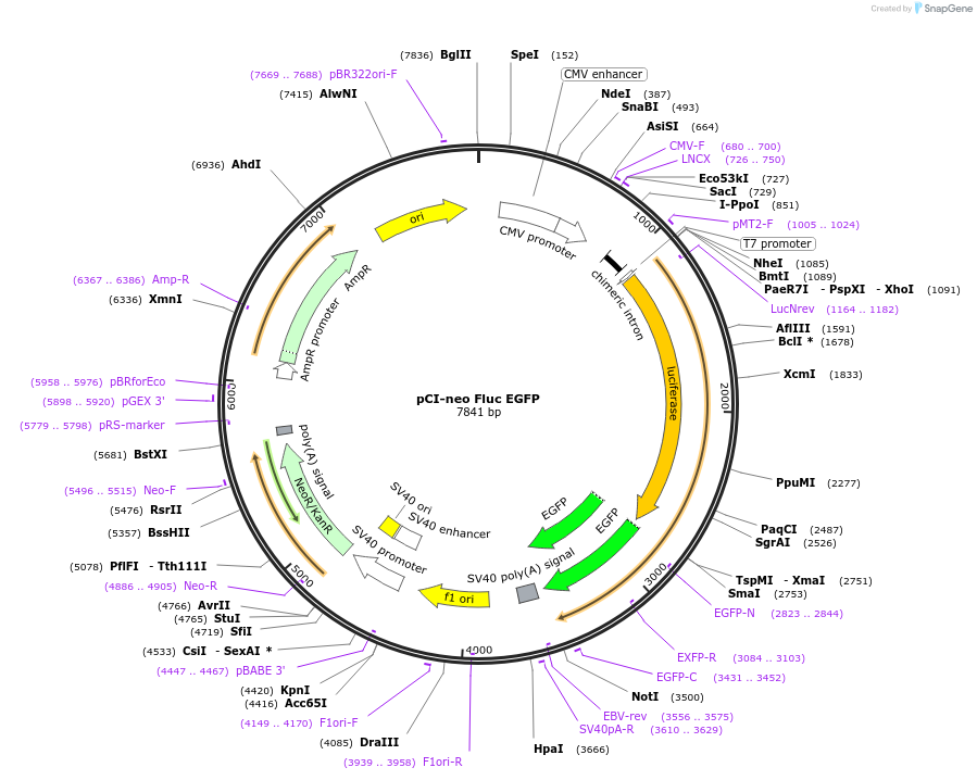 90170-plasmid-map-sequence-id-226521