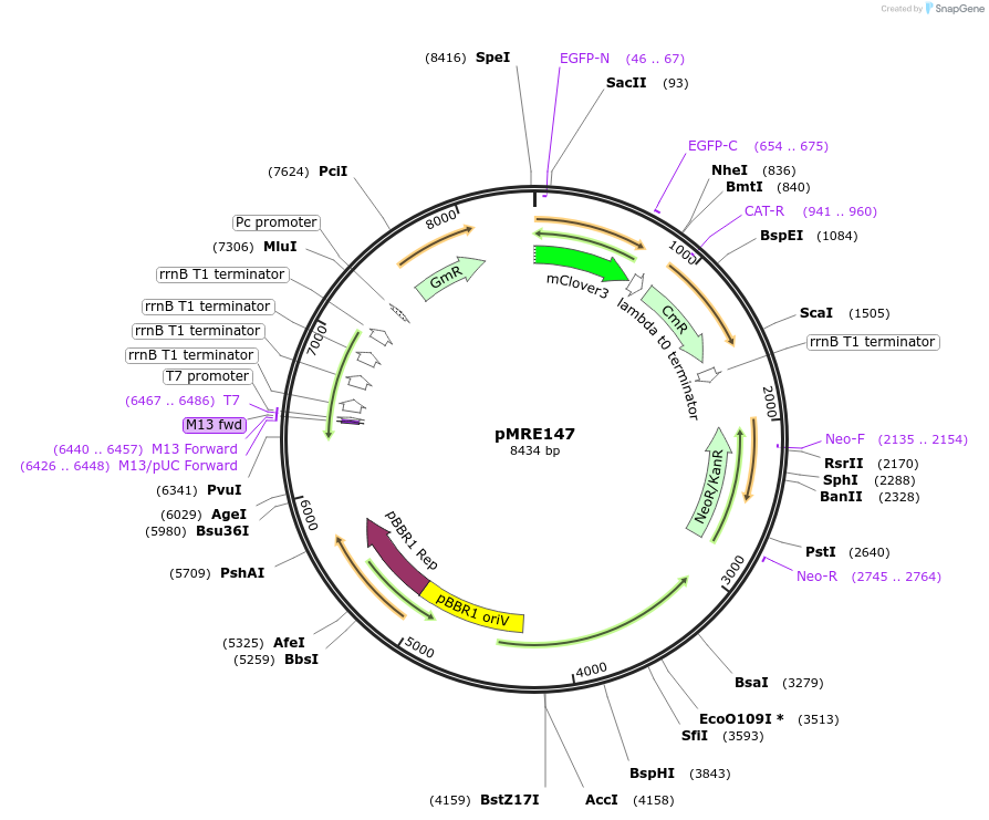 118499-plasmid-map-sequence-id-226526
