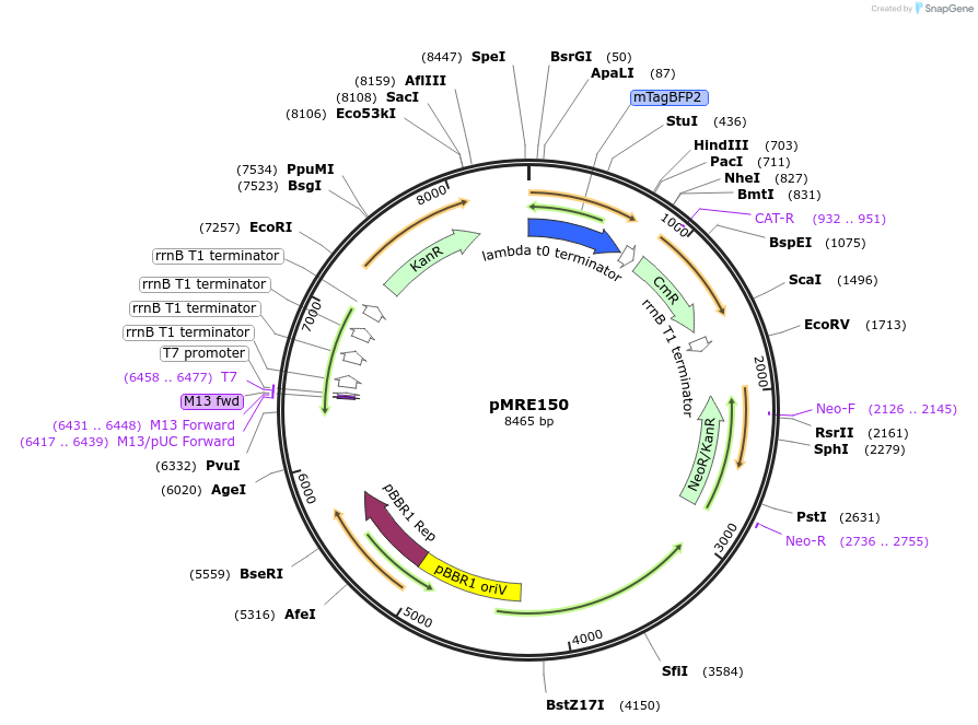 118500-plasmid-map-sequence-id-226527